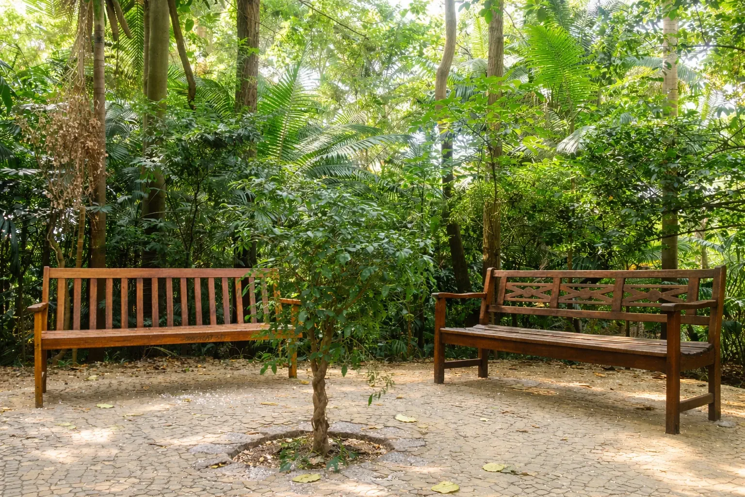 Two wooden benches in a shaded tropical garden with dense green foliage and a cobblestone path
